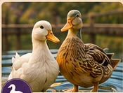 Our Ducks at CK Ranch
