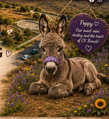 Poppy, the miniature donkey, resting among wildflowers at CK Ranch